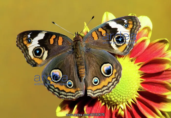  : Common Buckeye