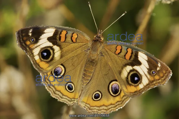 : Common Buckeye : Common Buckeye