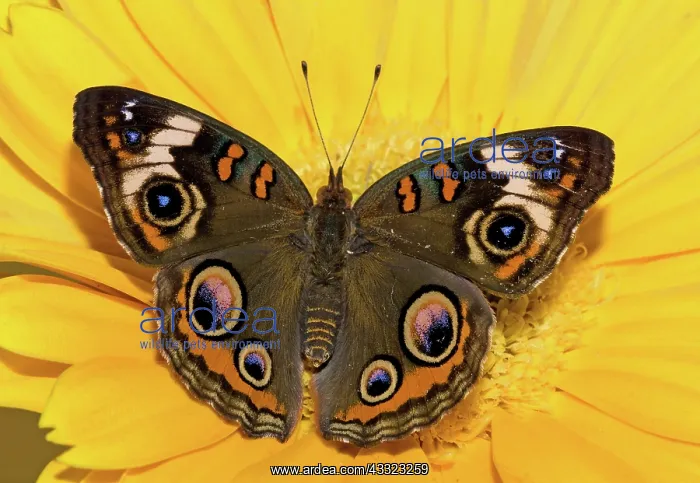 : Common Buckeye Butterfly : Common Buckeye Butterfly