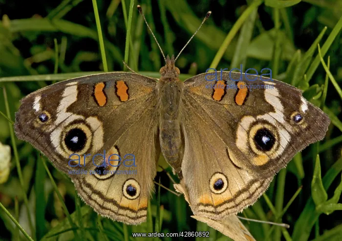: Common Buckeye Butterfly - mating pair : Common Buckeye Butterfly - mating pair
