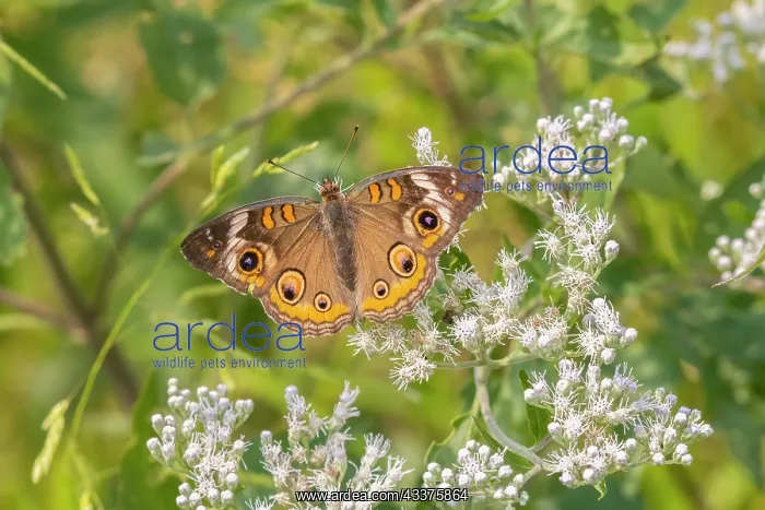 : Common Buckeye on Common Boneset : Common Buckeye on Common Boneset