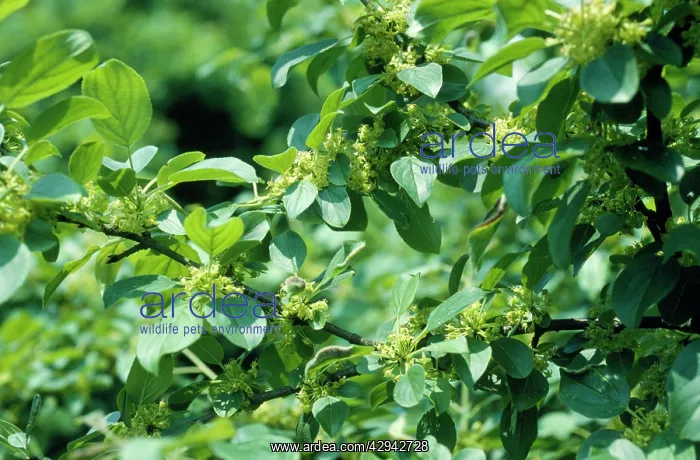 : Common BUCKTHORN : Common BUCKTHORN