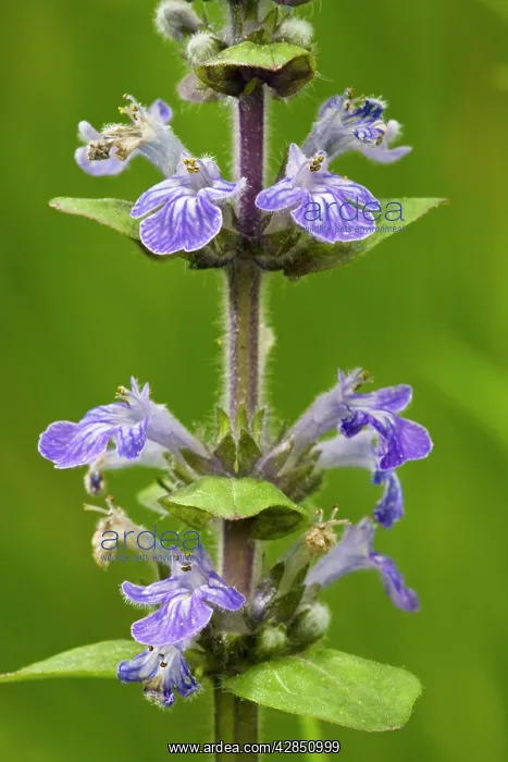: Common bugle in flower. Common grassland and woodland : Common bugle in flower. Common grassland and woodland