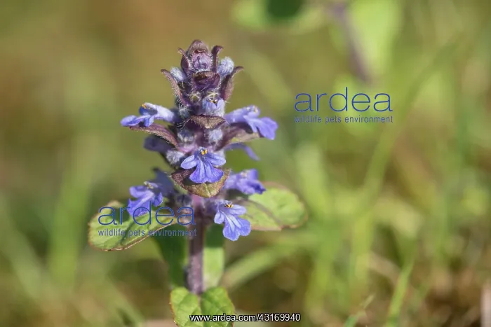  : Common Bugleweed