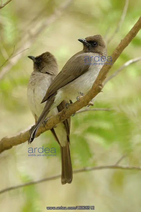 : Common Bulbul : Common Bulbul