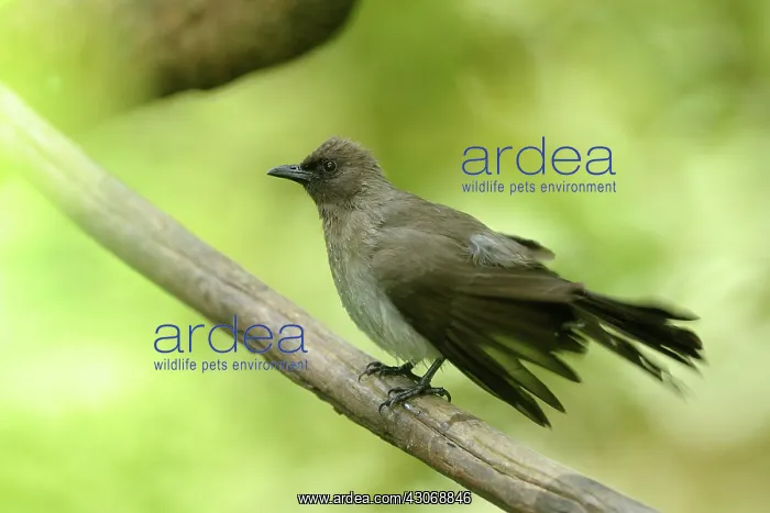 : Common Bulbul : Common Bulbul