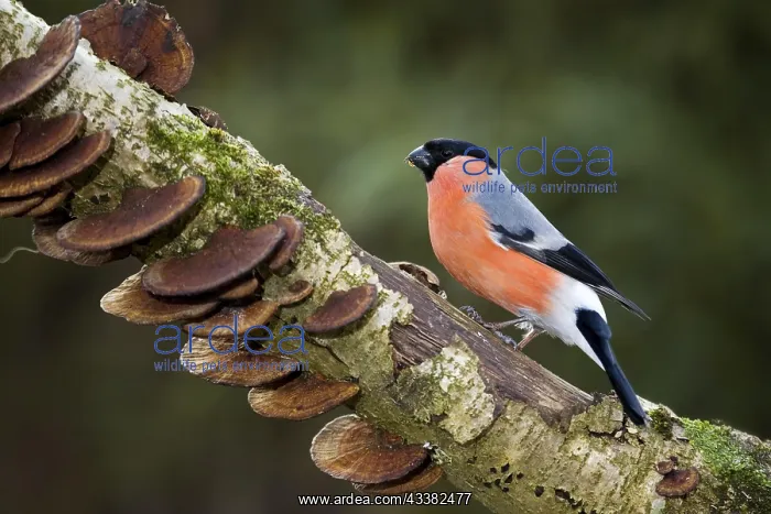 : Common Bullfinch, Eurasian Bullfinch (Pyrrhula pyrrhula) : Common Bullfinch, Eurasian Bullfinch (Pyrrhula pyrrhula)