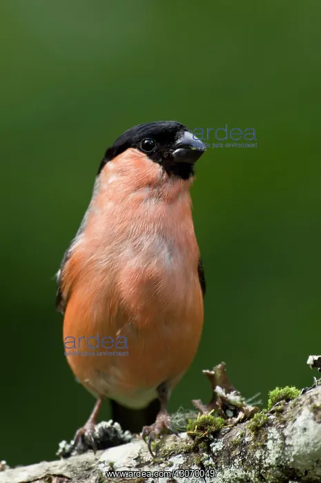 : Common Bullfinch (Pyrrhula pyrrhula). Tuvesj n : Common Bullfinch (Pyrrhula pyrrhula). Tuvesj n