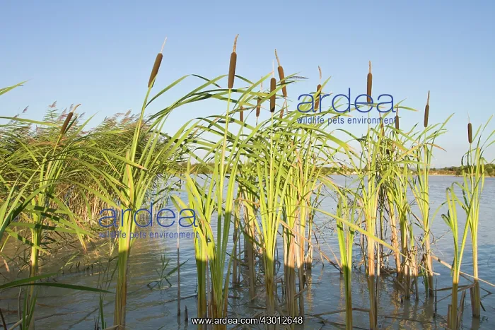 : Common Bulrush : Common Bulrush