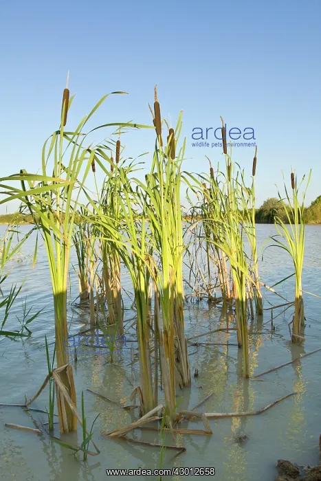 : Common Bulrush : Common Bulrush