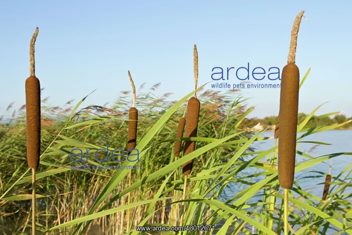 : Common Bulrush : Common Bulrush