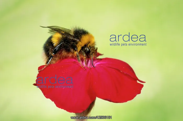 : Common Bumblebee - collecting pollen : Common Bumblebee - collecting pollen