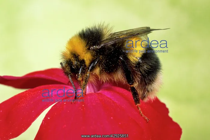 : Common Bumblebee - collecting pollen on Primula flower : Common Bumblebee - collecting pollen on Primula flower