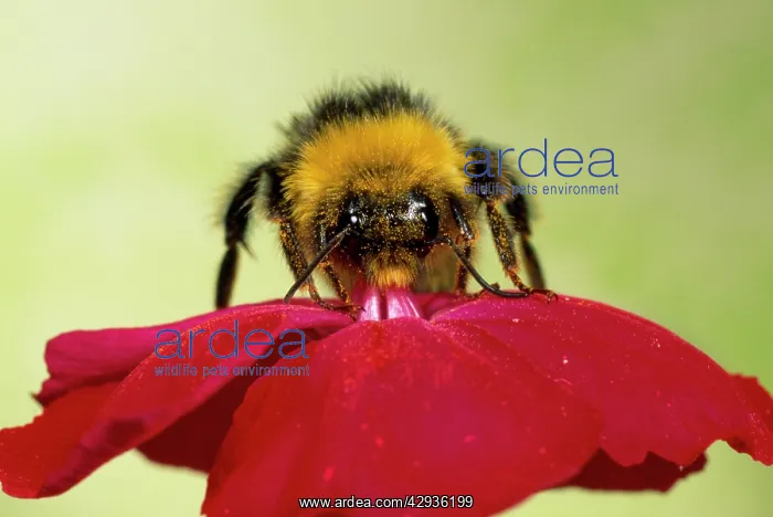 : Common Bumblebee - collecting pollen on red flower : Common Bumblebee - collecting pollen on red flower
