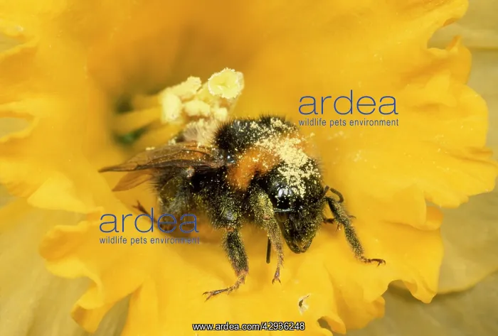 : Common Bumblebee - covered in pollen : Common Bumblebee - covered in pollen