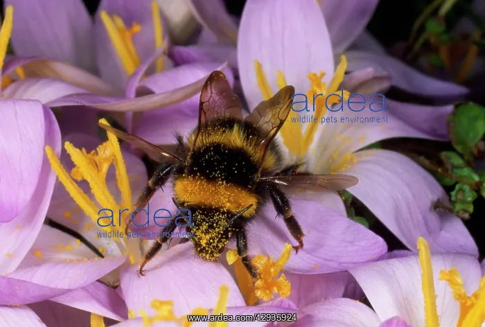 : Common Bumblebee - on Crocus flower collecting pollen : Common Bumblebee - on Crocus flower collecting pollen