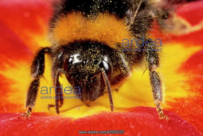 : Common Bumblebee - feeding in flower : Common Bumblebee - feeding in flower