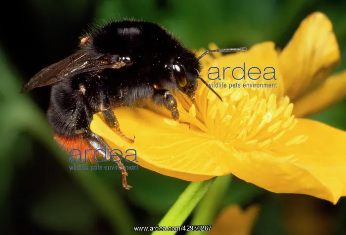 : Common Bumblebee - feeding in flower : Common Bumblebee - feeding in flower
