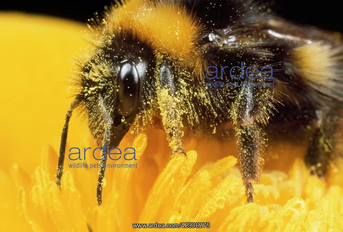 : Common Bumblebee - feeding on flower : Common Bumblebee - feeding on flower