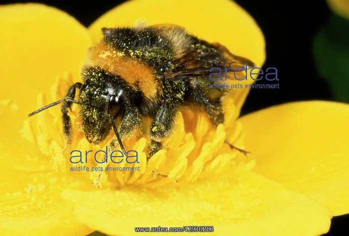 : Common Bumblebee - feeding in flower : Common Bumblebee - feeding in flower