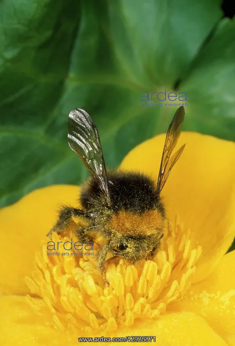 : Common Bumblebee - on Marsh Marigold, wildflower : Common Bumblebee - on Marsh Marigold, wildflower