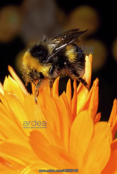: Common Bumblebee - on orange flower : Common Bumblebee - on orange flower