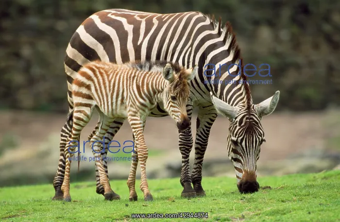 : Common / Burchell's / Plains Zebra - female with foal : Common / Burchell's / Plains Zebra - female with foal