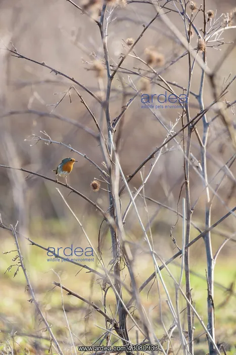 : Common Burdock : Common Burdock