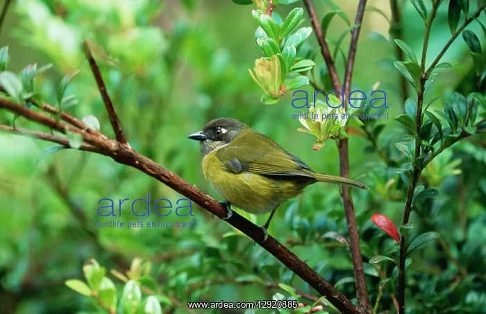 : Common Bush TANAGER - perched on branch : Common Bush TANAGER - perched on branch
