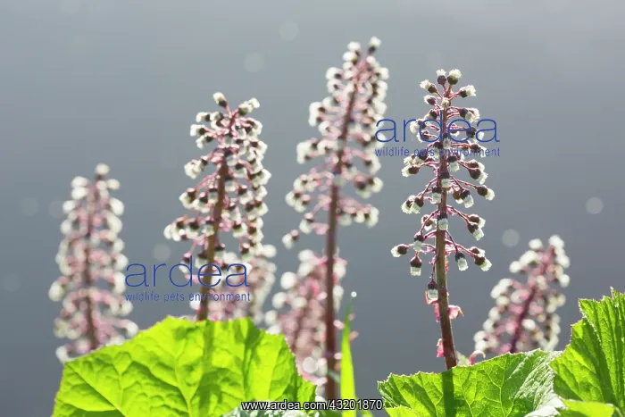 : Common Butterbur : Common Butterbur