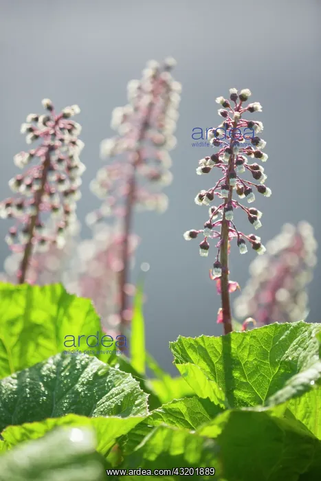 : Common Butterbur : Common Butterbur