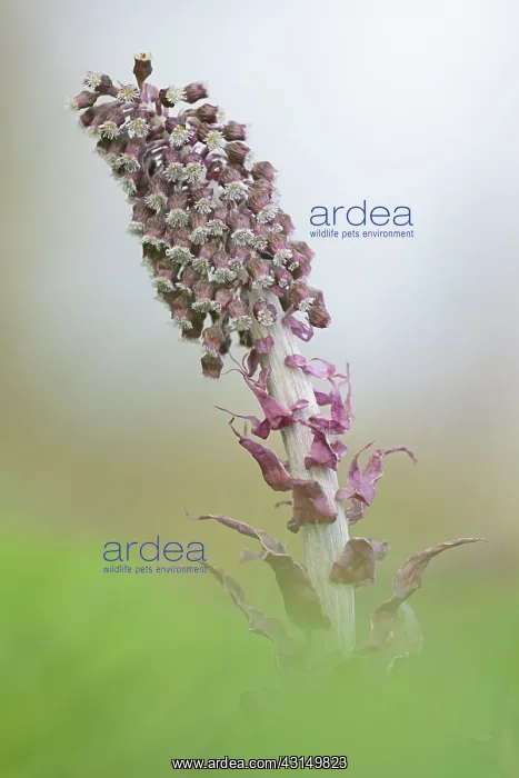 : Common Butterbur (Petasites hybridus) : Common Butterbur (Petasites hybridus)