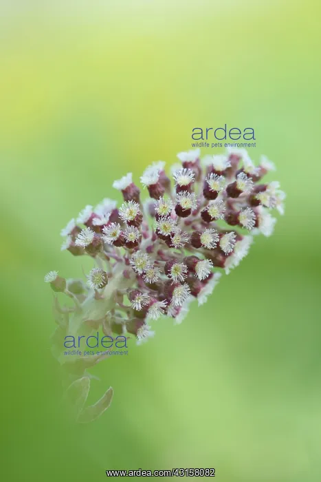 : Common Butterbur (Petasites hybridus) : Common Butterbur (Petasites hybridus)