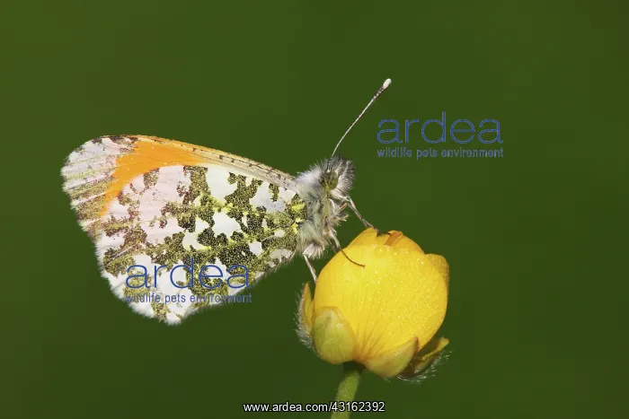 : Common Buttercup : Common Buttercup