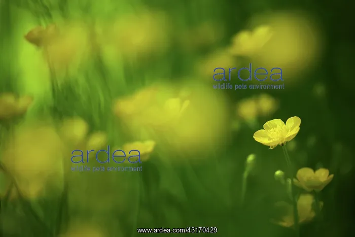 : Common Buttercup : Common Buttercup