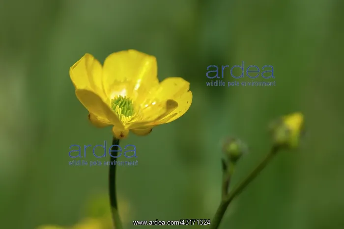 : Common Buttercup : Common Buttercup
