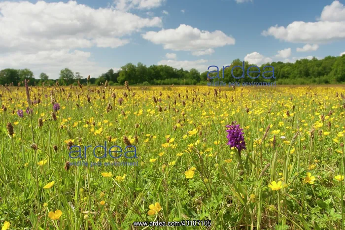  : Common Buttercup