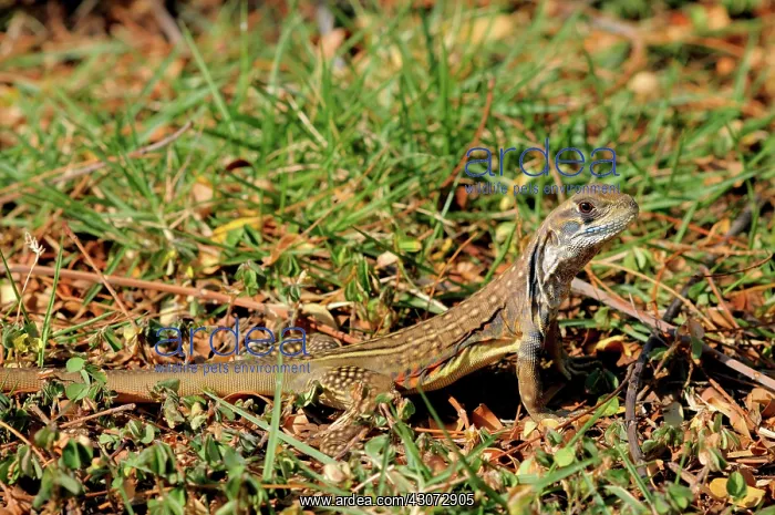 : Common Butterfly lizard : Common Butterfly lizard