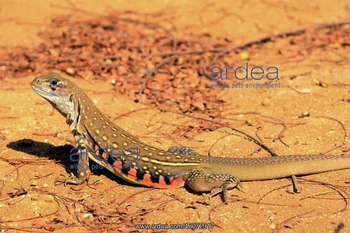  : Common Butterfly Lizard