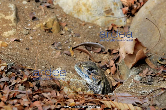 : Common Butterfly Lizard : Common Butterfly Lizard