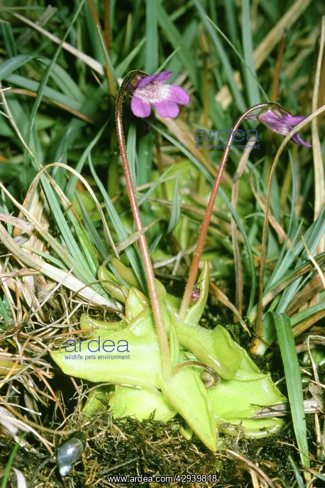: Common Butterwort : Common Butterwort