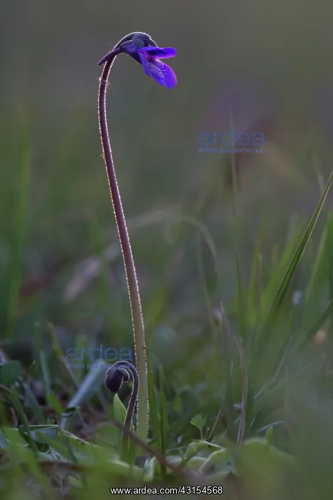 : Common Butterwort : Common Butterwort