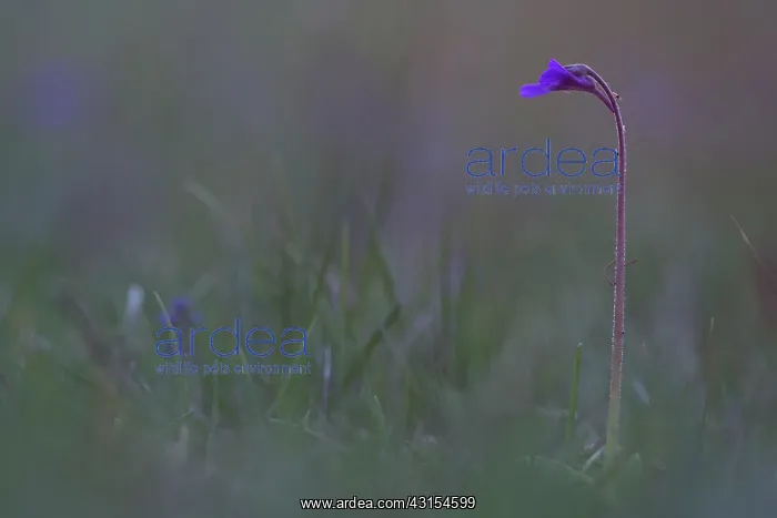 : Common Butterwort : Common Butterwort
