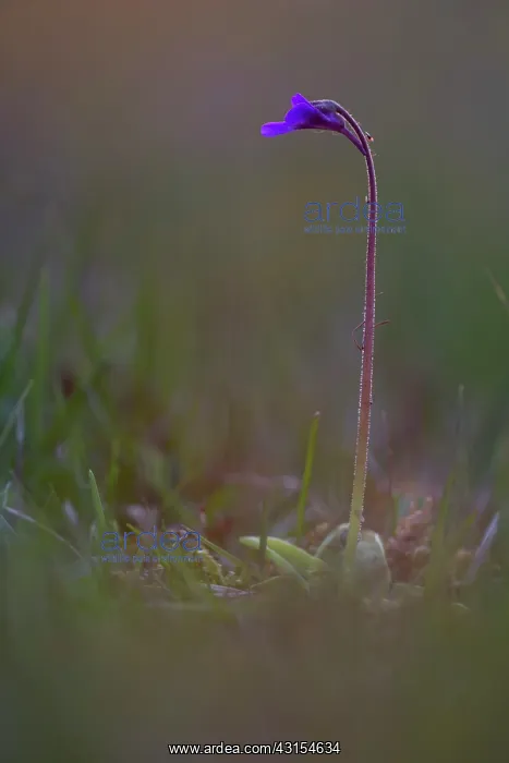: Common Butterwort : Common Butterwort