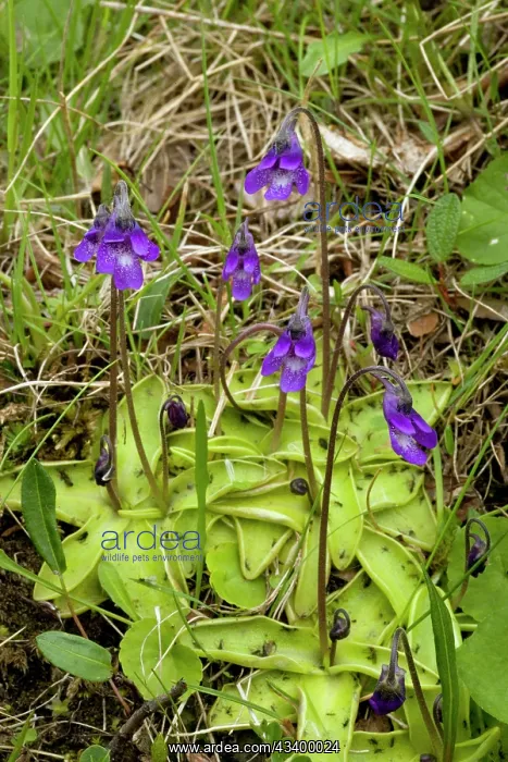 : Common butterwort in flower, with insects on leaves : Common butterwort in flower, with insects on leaves