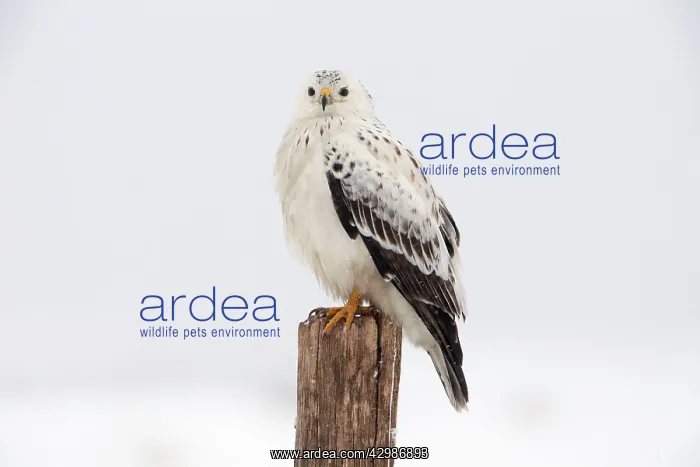 : Common Buzzard : Common Buzzard