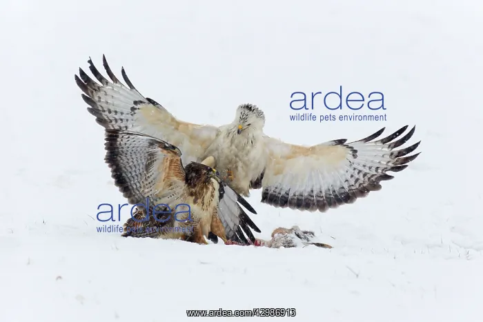 : Common Buzzard : Common Buzzard
