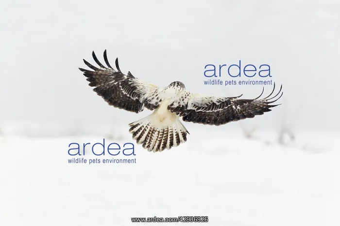 : Common Buzzard : Common Buzzard
