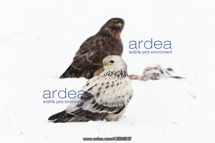 : Common Buzzard : Common Buzzard