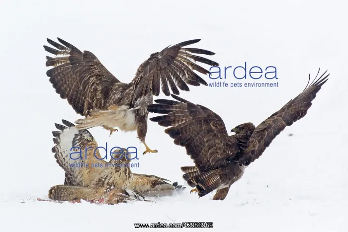 : Common Buzzard : Common Buzzard